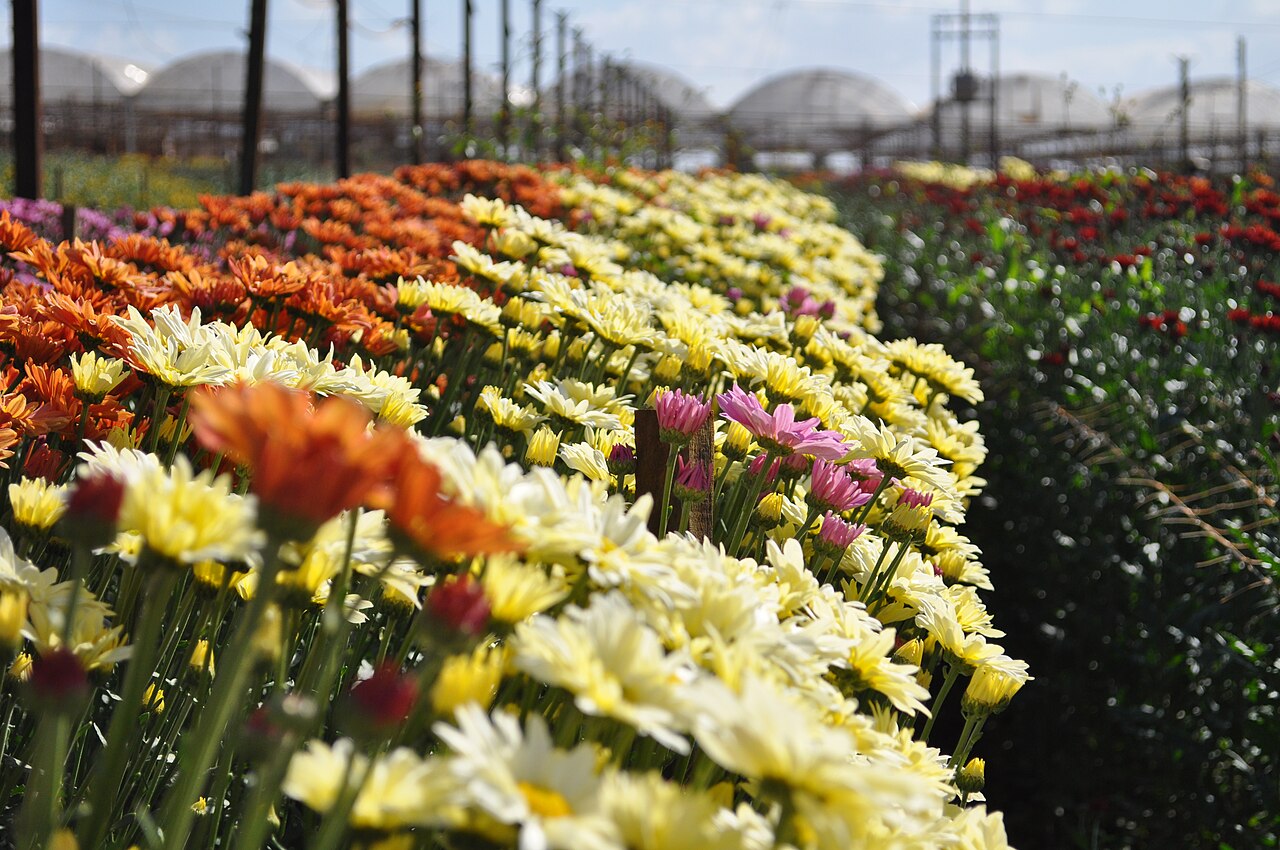 Expoflora - Holambra e Itu